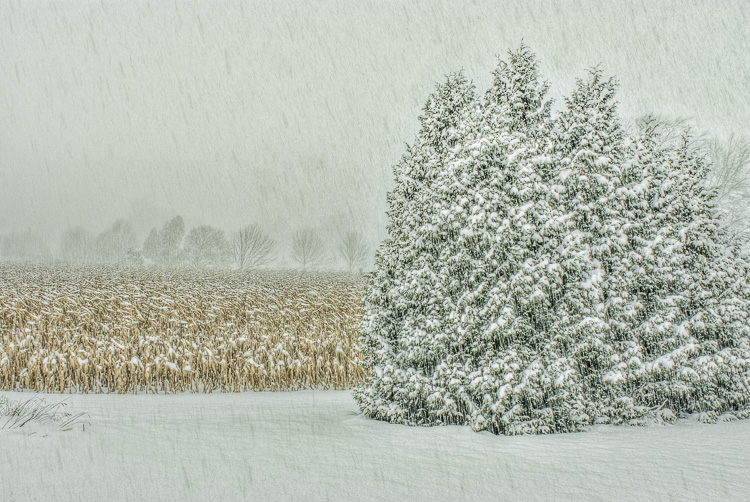  Cornfield in Snow 