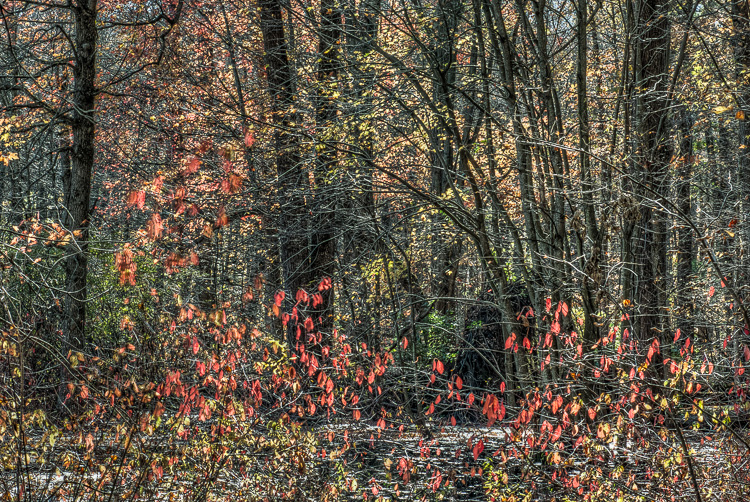  Backus Woods, Fall #2182 