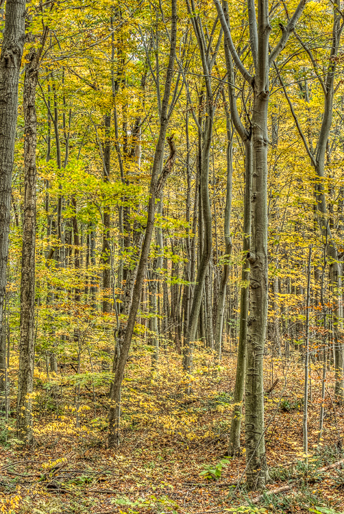  Backus Woods, Fall #2077 