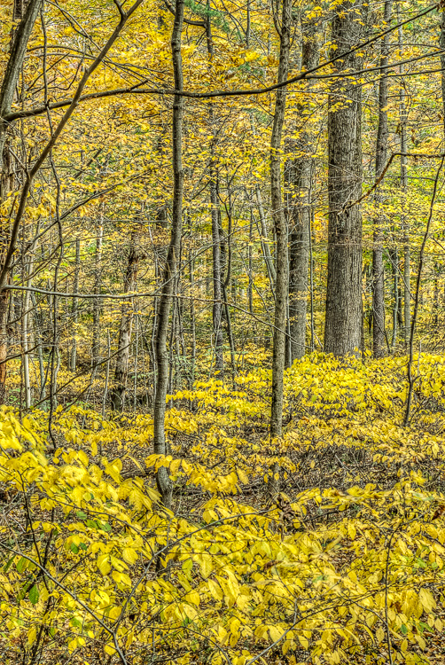  Backus Woods, Fall #2005 