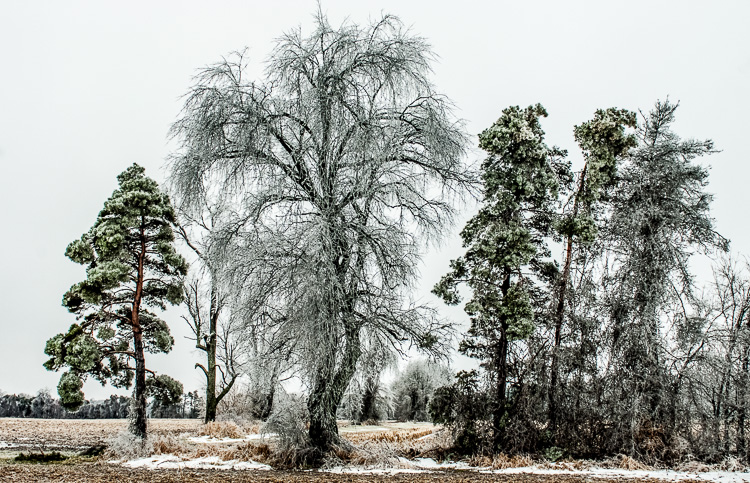  After Ice Storm 