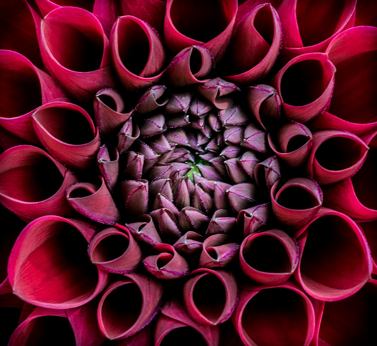  Red Dahlia 