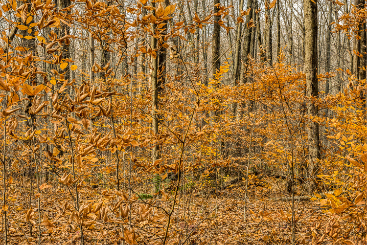  Backus Woods, Fall #9889 