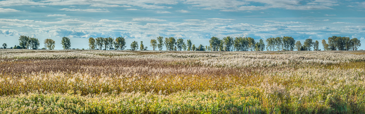 Big Creek Wetlands 