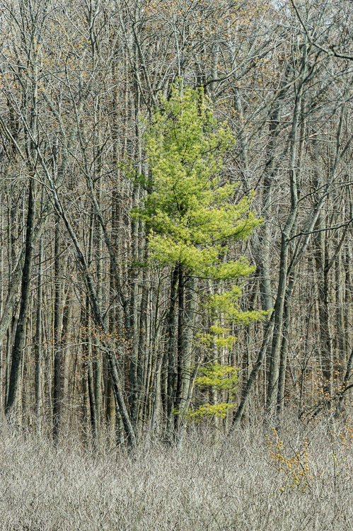  Backus Woods, Spring #6038 