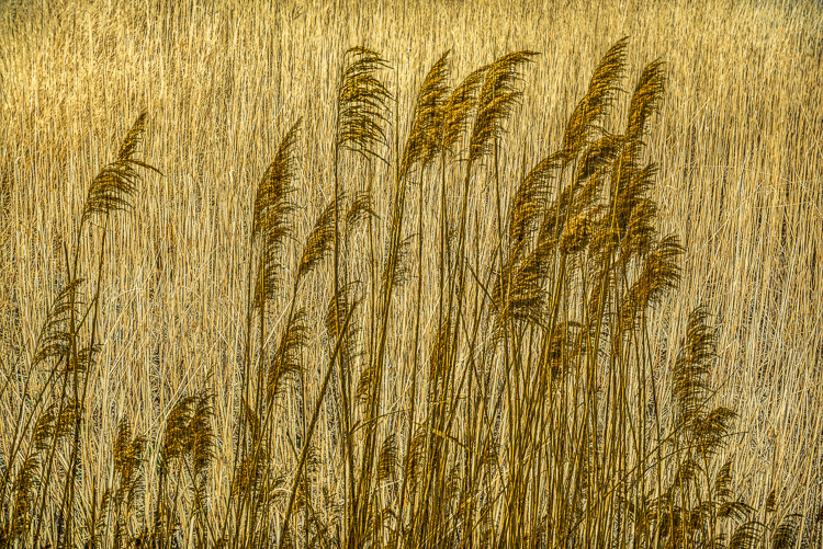  Grasses, Big Creek #4647 