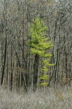  Backus Woods, Spring #6038 